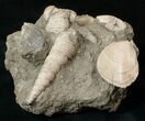 Cretaceous Gastropod And Clam Fossils - Coon Creek Formation #17048-1